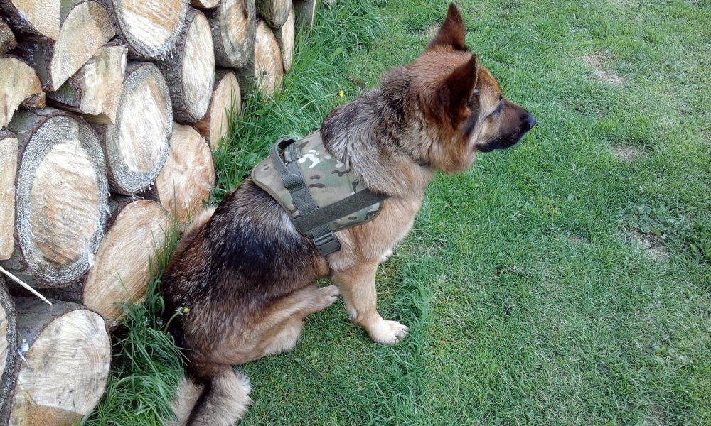 Postroj pro psa - zelený (oliva)