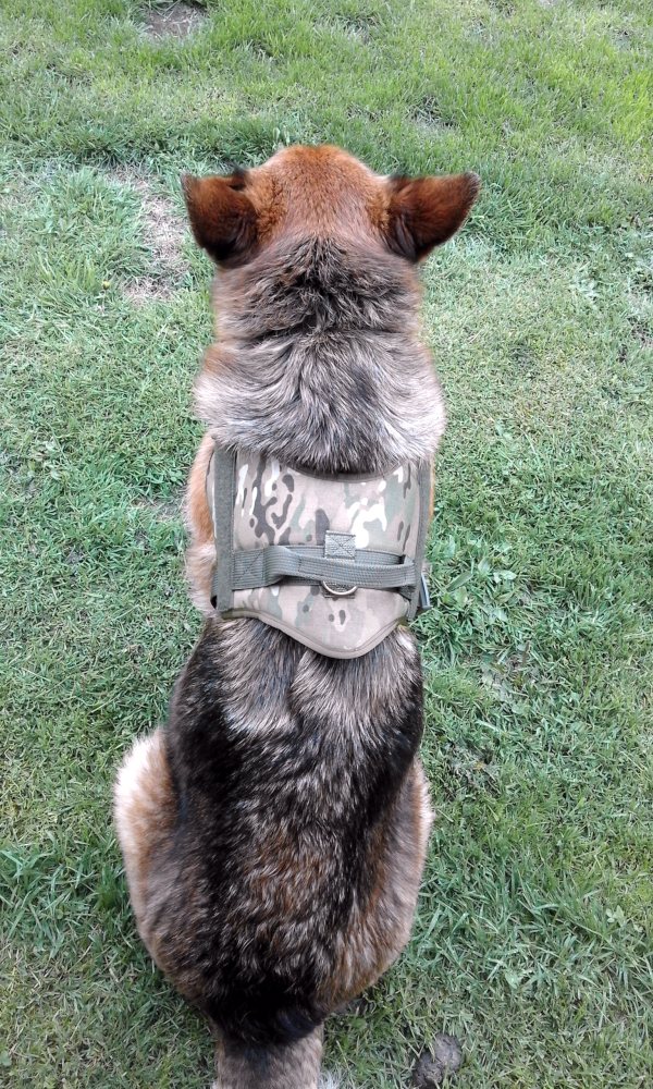 Postroj pro psa - černý